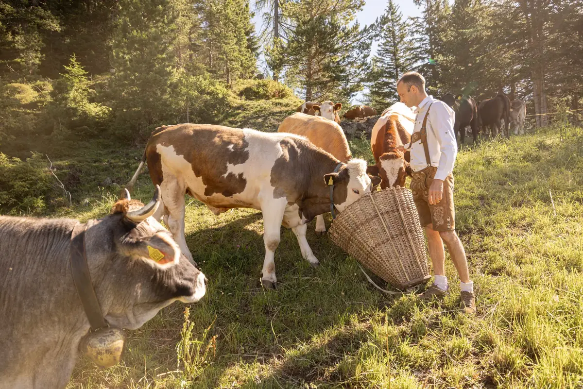 Bauer mit Kühen auf der sonnigen Almweide