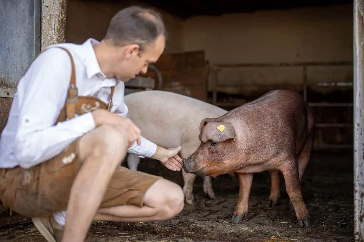 Das Hofschwein im Stall der Baita Odles